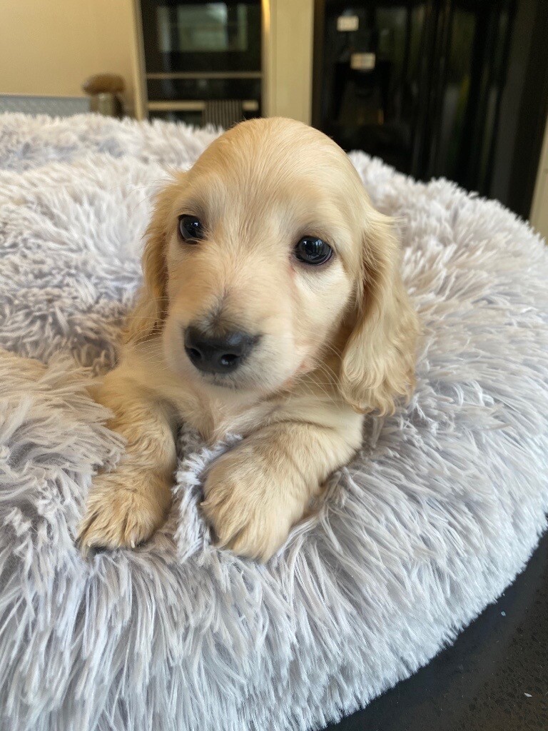 mini dachshund long hair